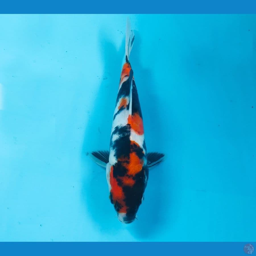 showa doitsu, 19 cm