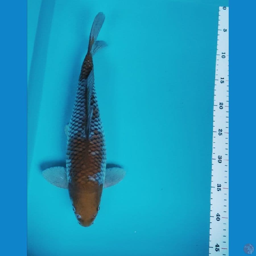 ochiba 35cm male