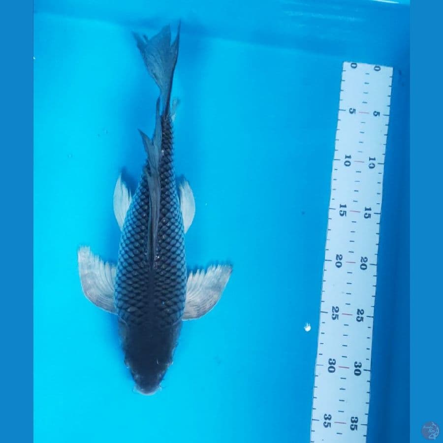 kunpay soragoi 34cm male sah