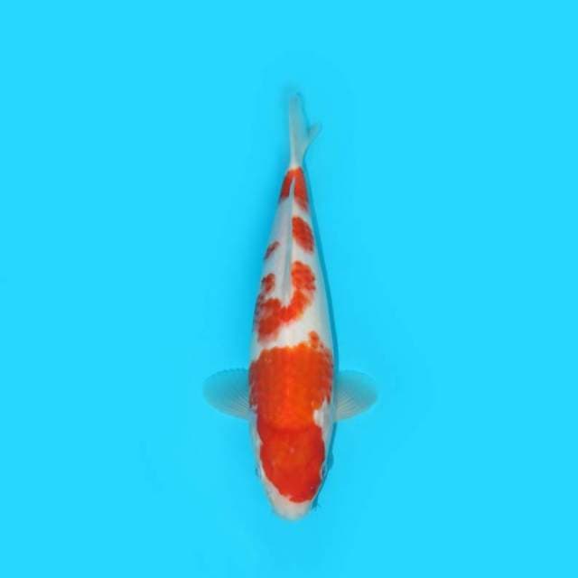 KOHAKU F1 SAKAI 30 CM