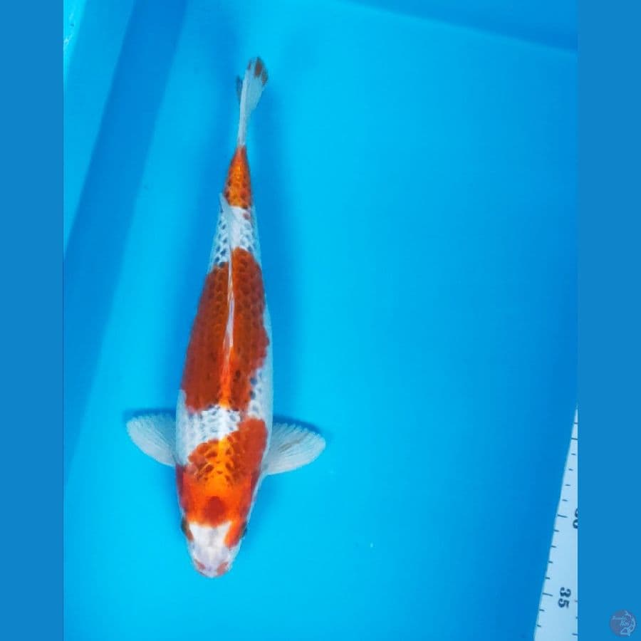 kujaku 32cm male