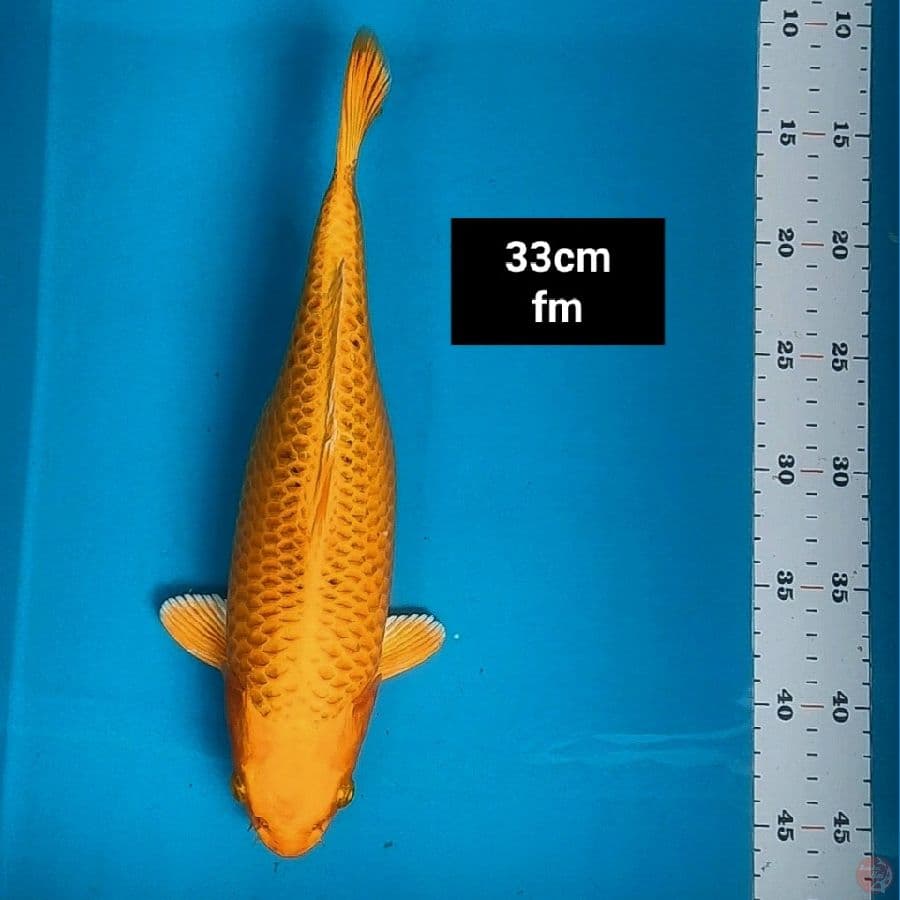 kin matsuba 34cm fm