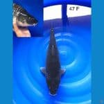 Ochiba Female 47 CM