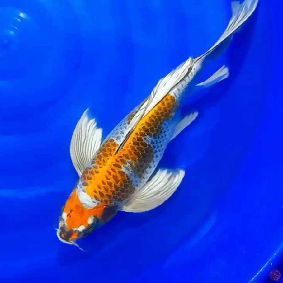 Kumpay kujaku 50cm 