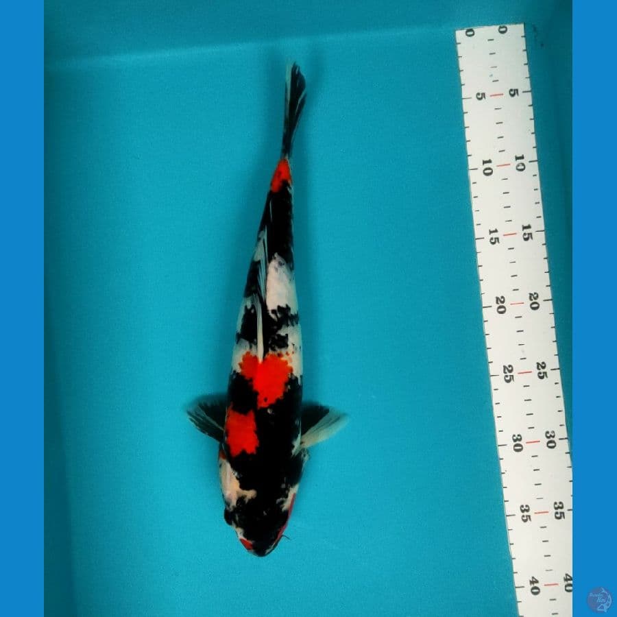 showa 33cm fm