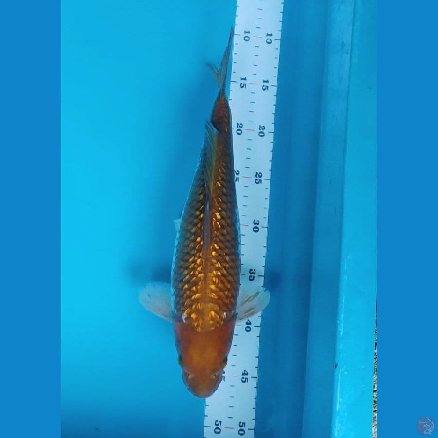 ochiba ginrin 35cm male
