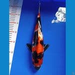 (NEW)Showa sz 34cm