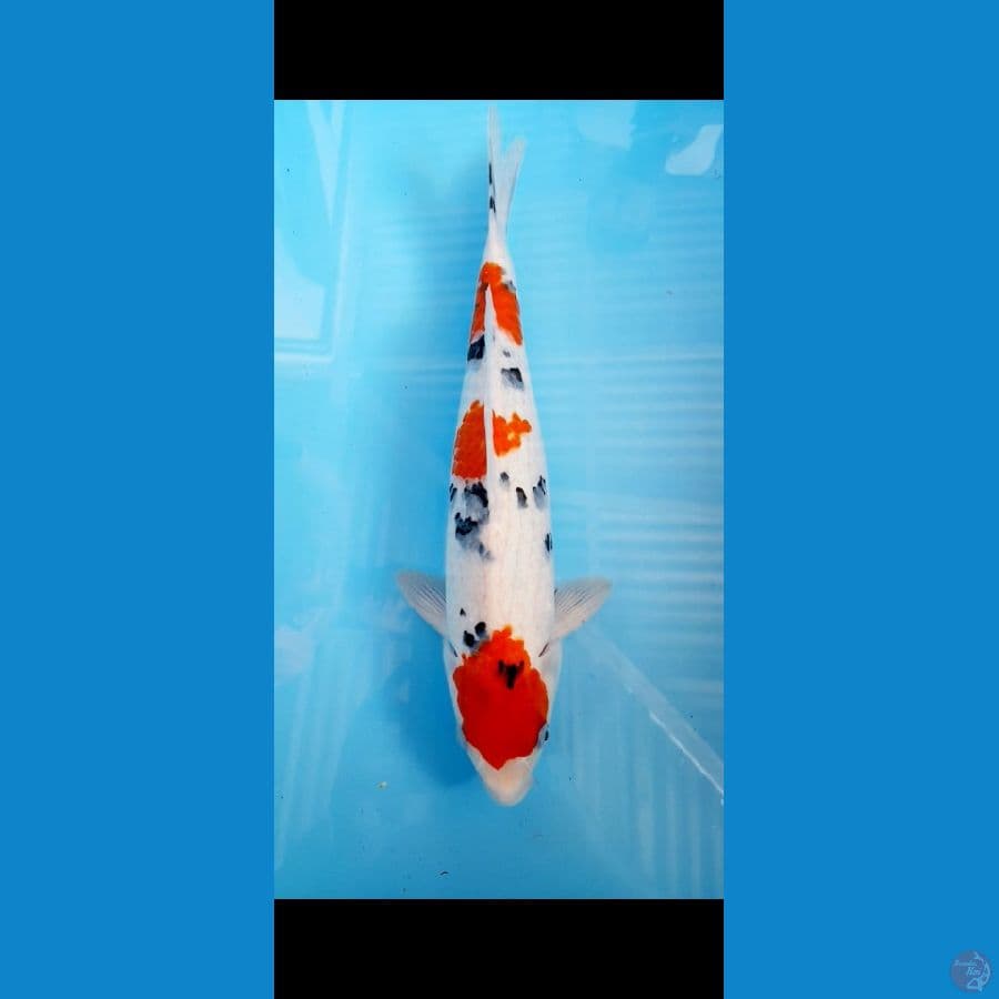 Sanke 37 cm