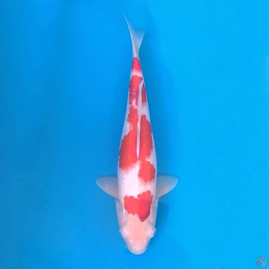 Kohaku bozu36