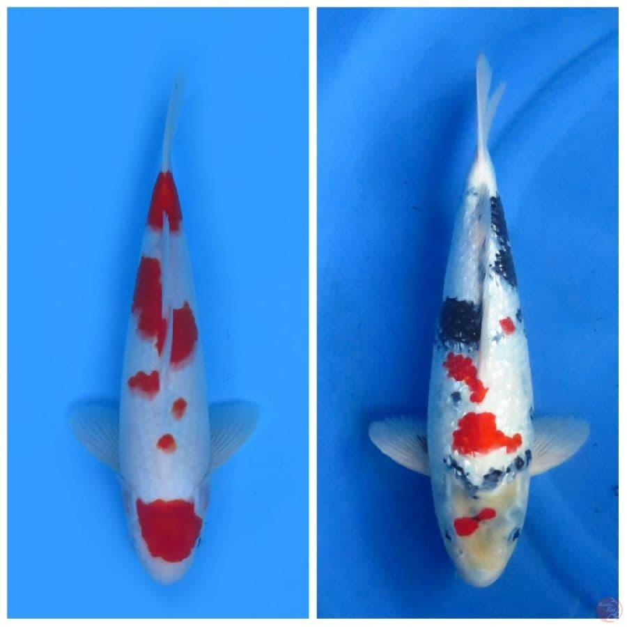 33cm & 40cm , Paket Jantan Kohaku dan shogin