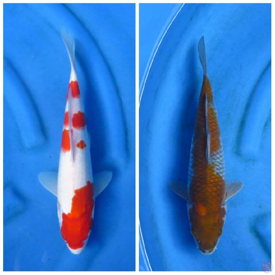33cm & 35cm , Paket Kohaku Ochib