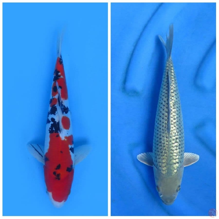 33cm dan 35cm , Paket Jantan Hemat