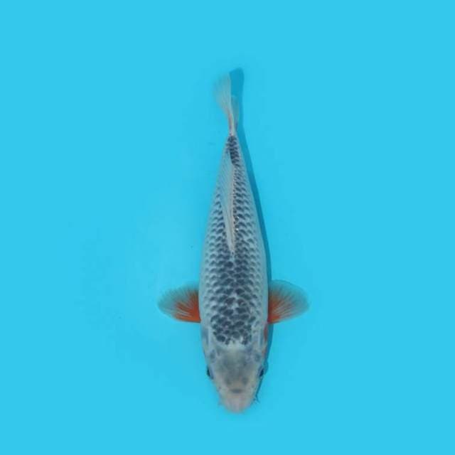 ASAGI 25 CM