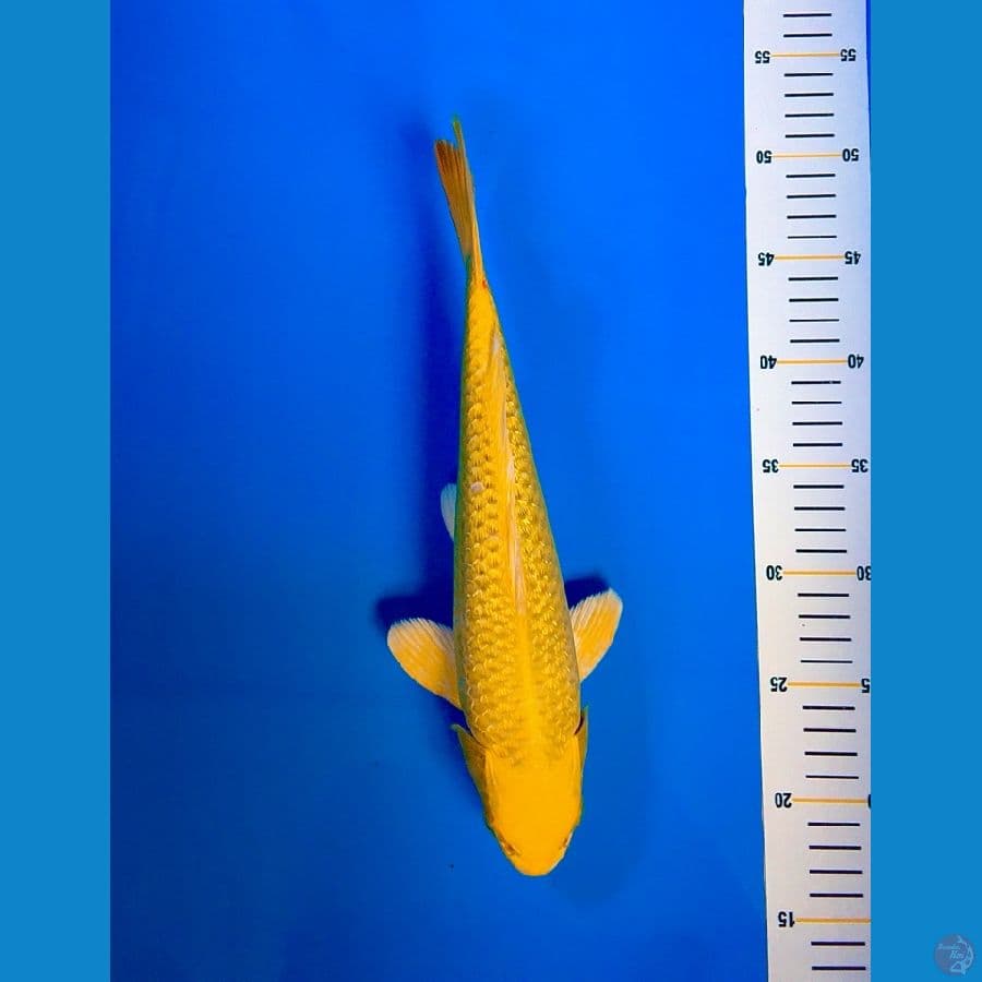 KIN MATSUBA 33cm