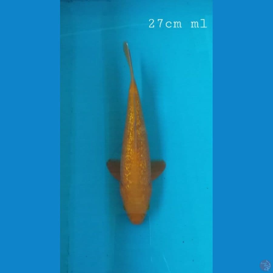karamel ginrin 27cm/ ml