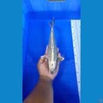 Ki Matsuba 32cm