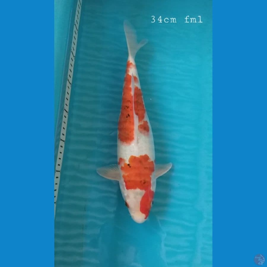 Ai goromo 34cm/fml