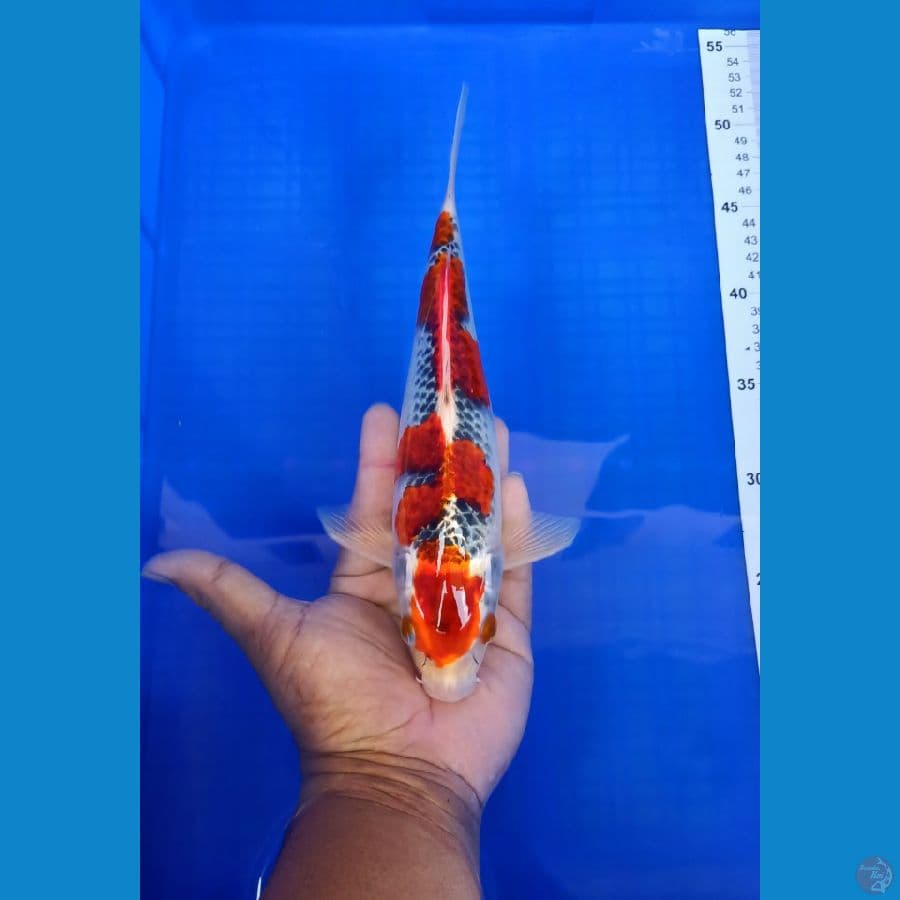 Goshiki 28cm