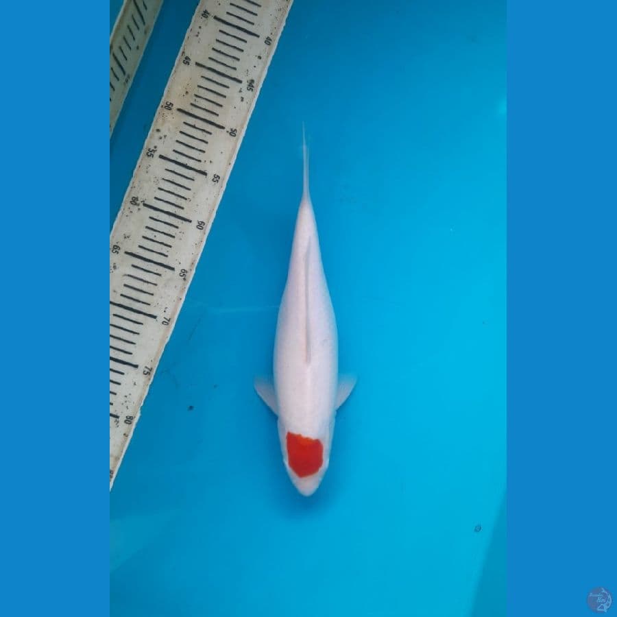 Tancho Kohaku 35cm Female