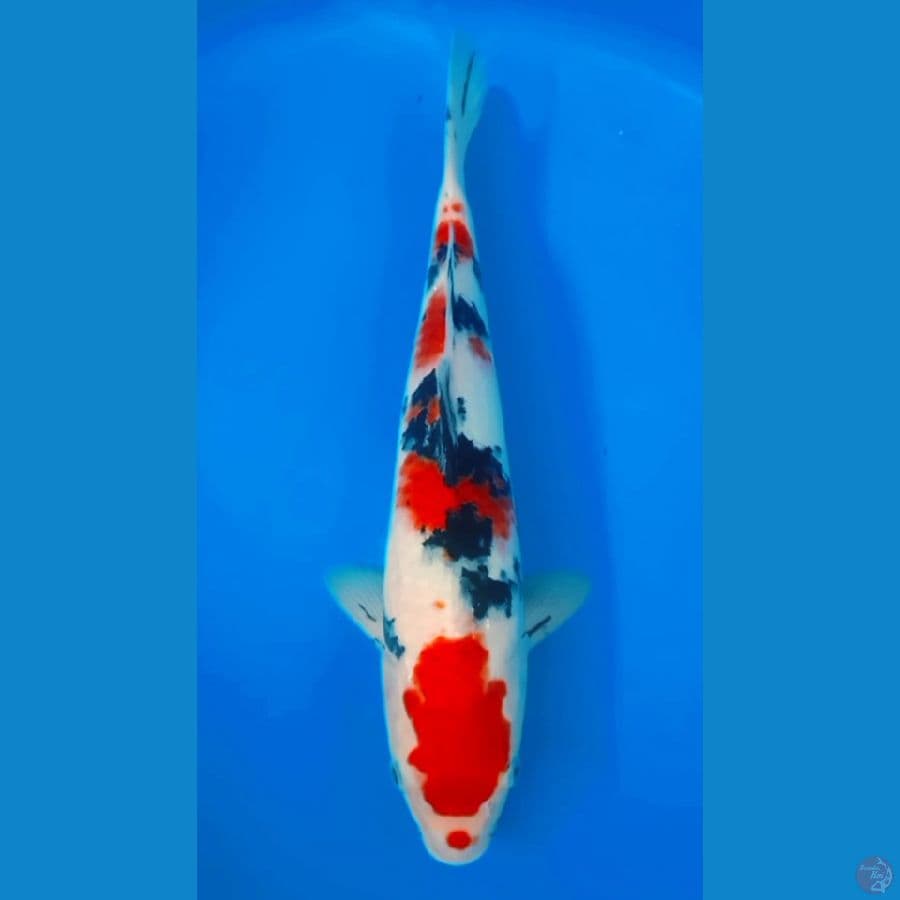 TAISHO SANSHOKU 33cm feemale