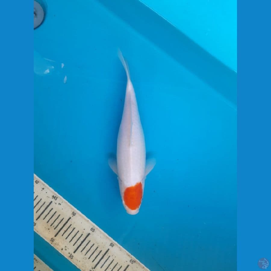 Tancho Kohaku 33cm Female
