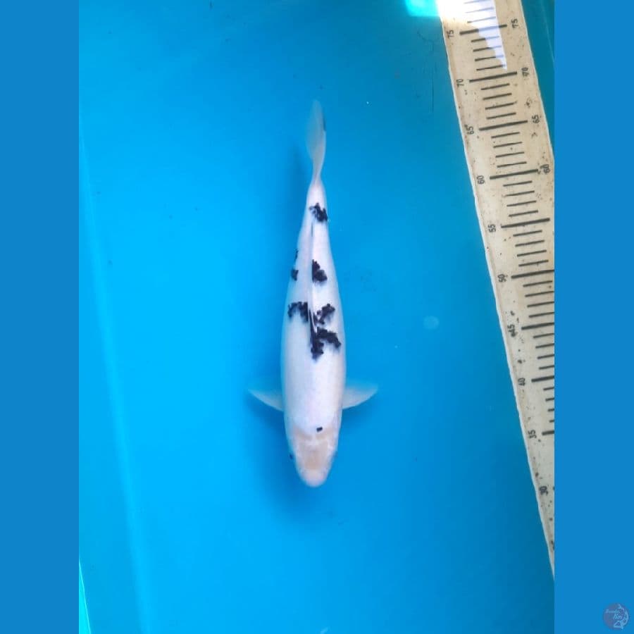 Super Bekko 38cm Female