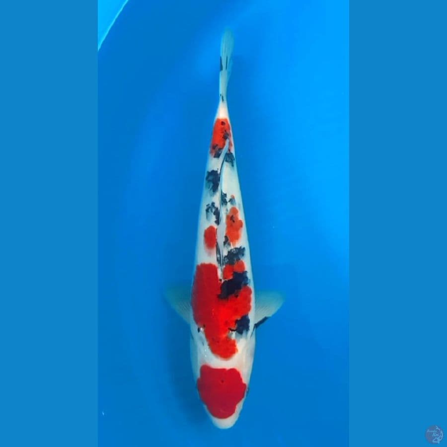 TAISHO SANSHOKU 28cm feemale