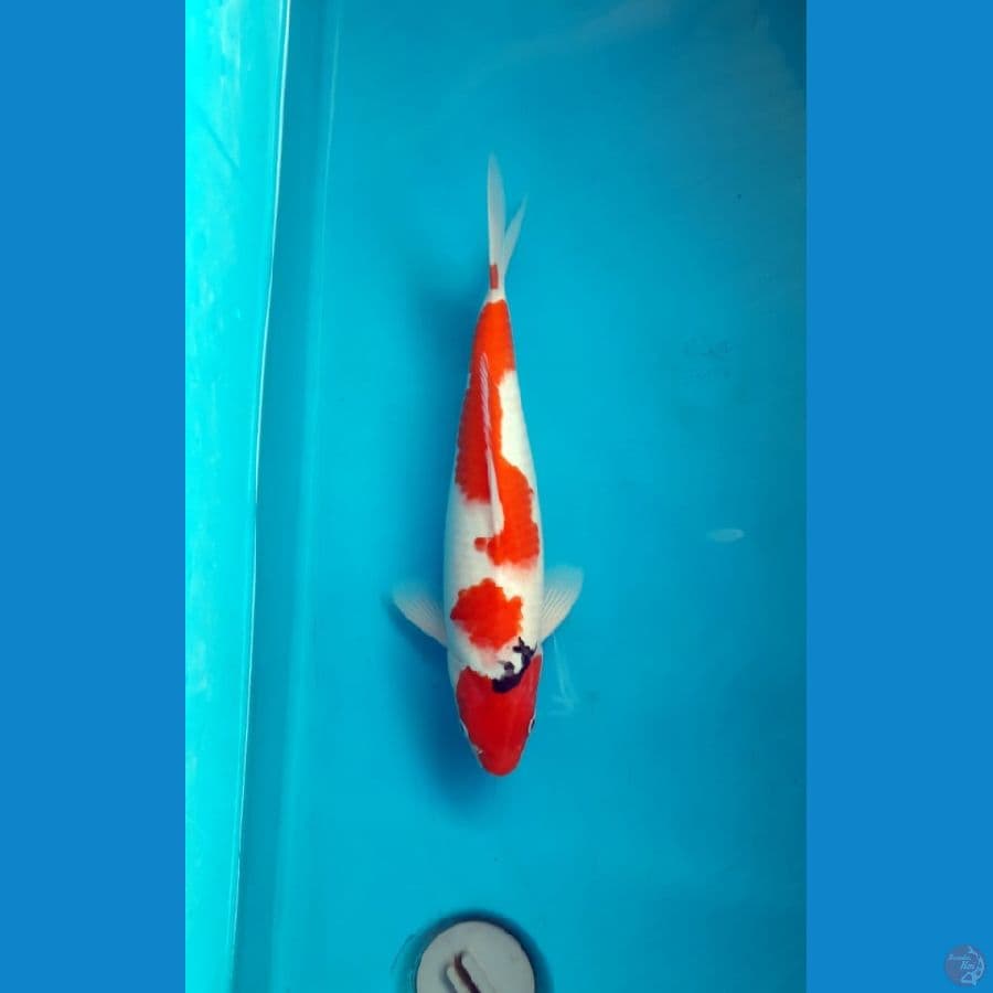 Tategoi Sanke 37 cm Female