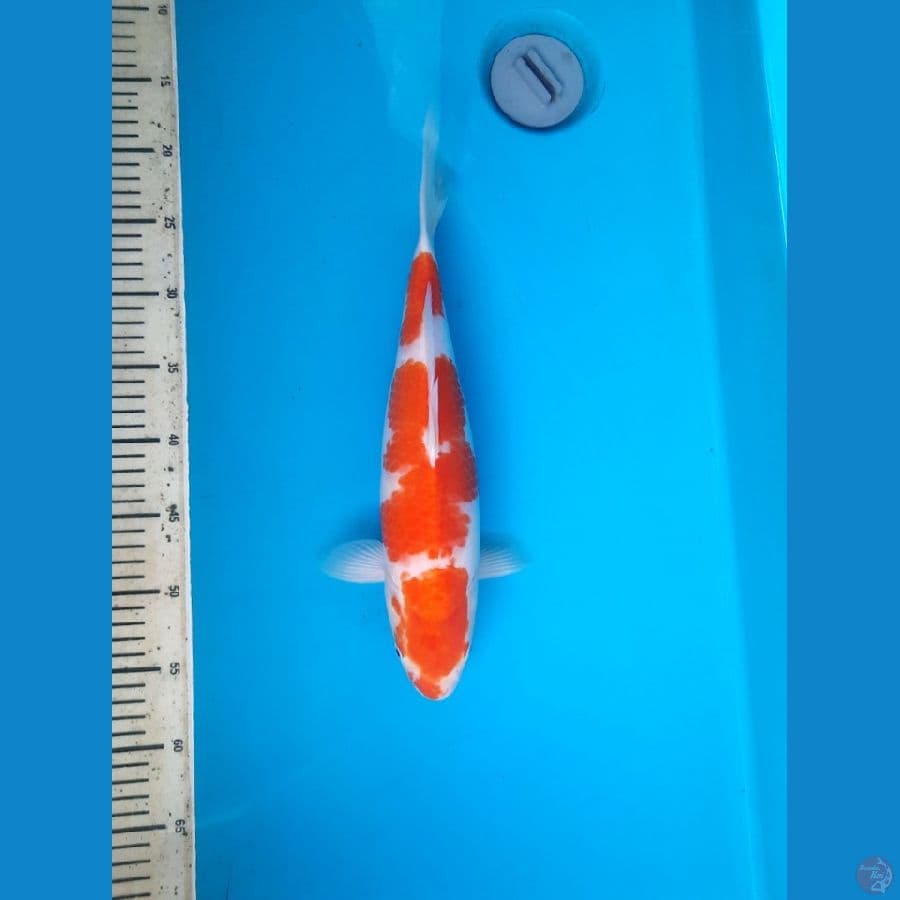 Sandan Kohaku 40cm Female