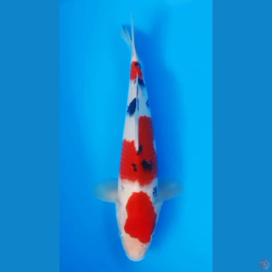 TAISHO SANSHOKU 27CM MALE