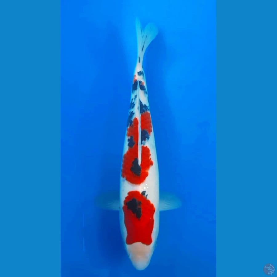 TAISHO SANSHOKU 29cm feemale