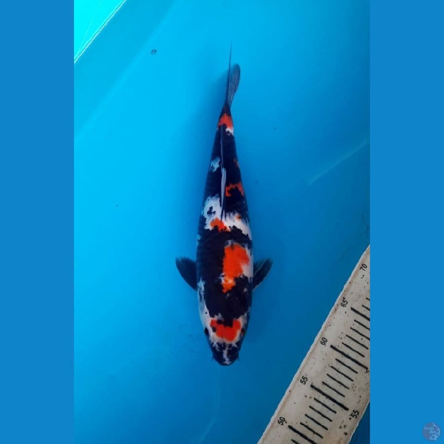 Maruten Showa 37cm Female