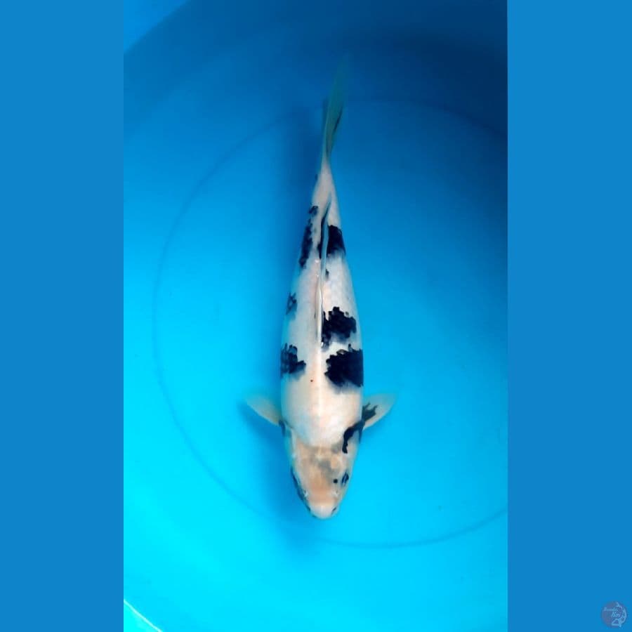 Shiro Quality 38cm Female 
