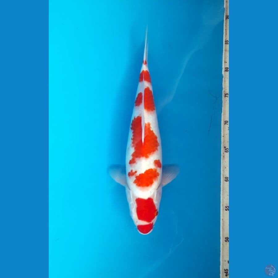 Sakura Kohaku 35cm Female
