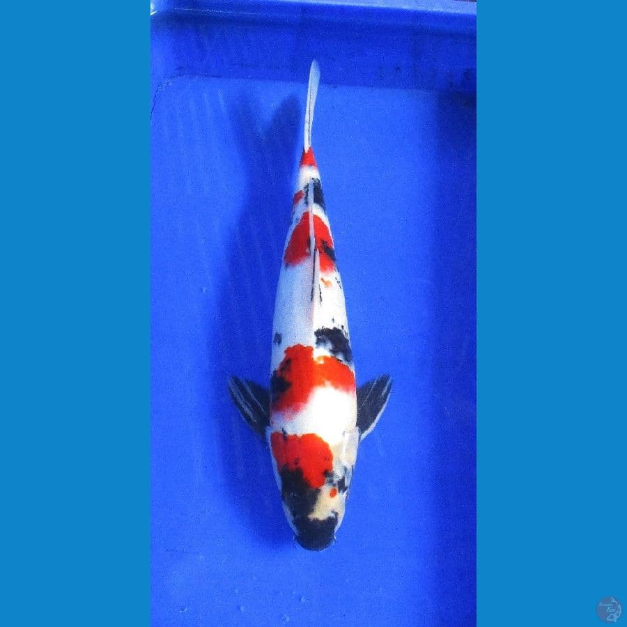 showa sansoku ±45cm