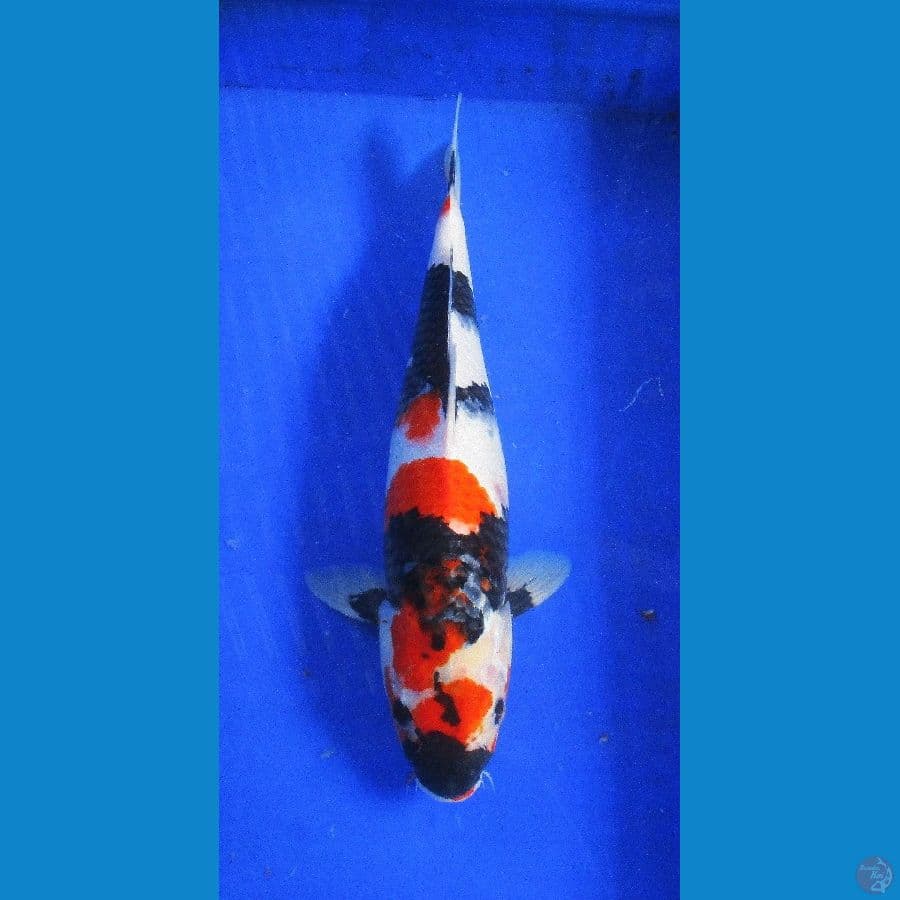showa sansoku ±41cm
