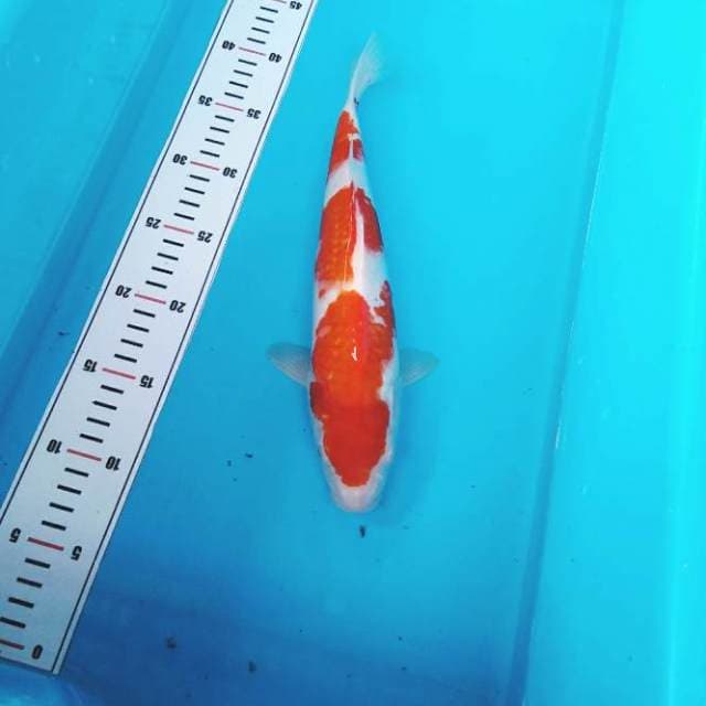 SANDAN KOHAKU