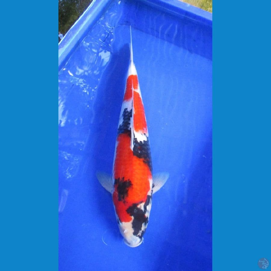 showa sansoku ±40cm