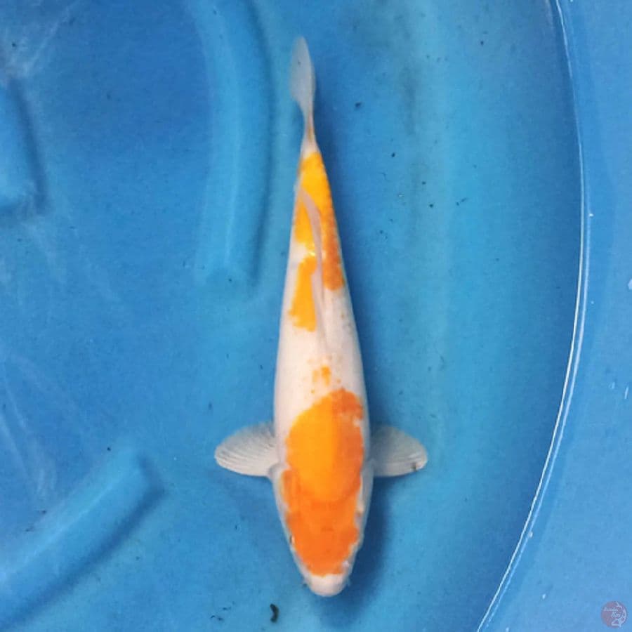 Karashi koyo F1 marudo 33cm