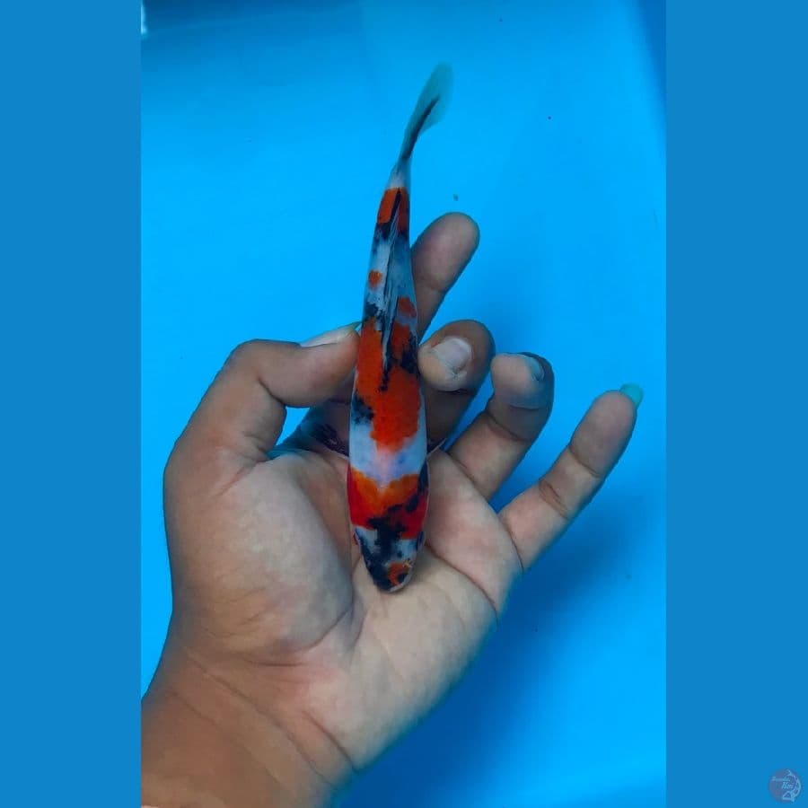 SHOWA 17cm