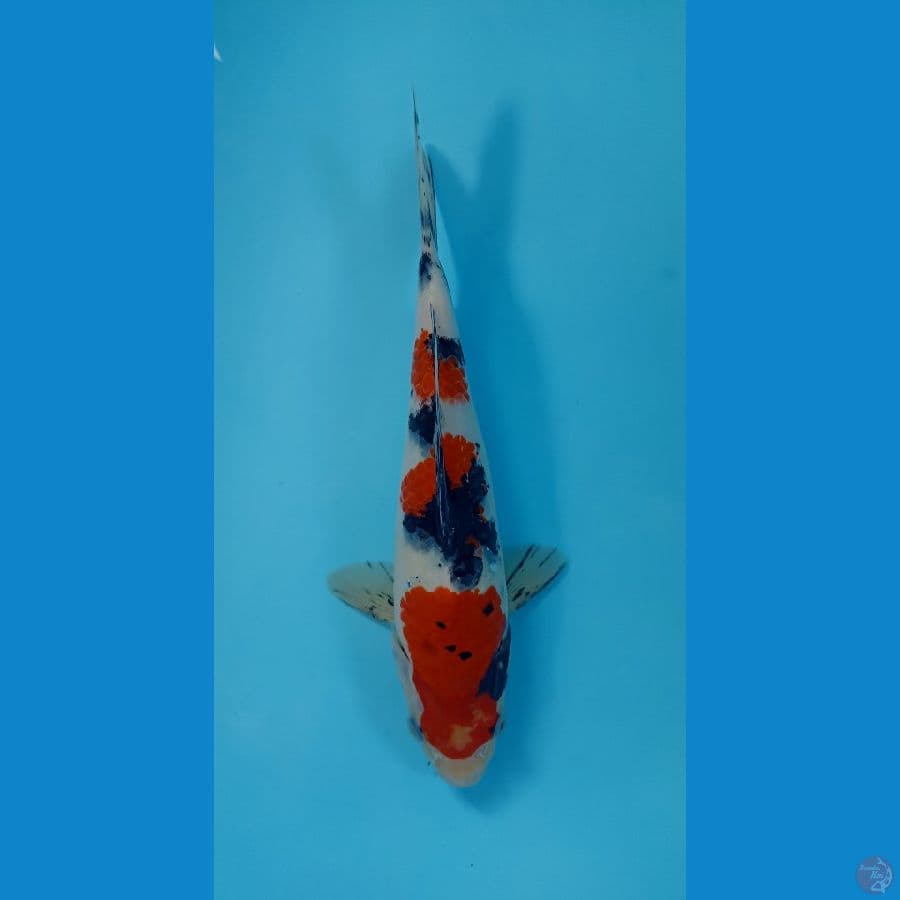 sanke 26cm