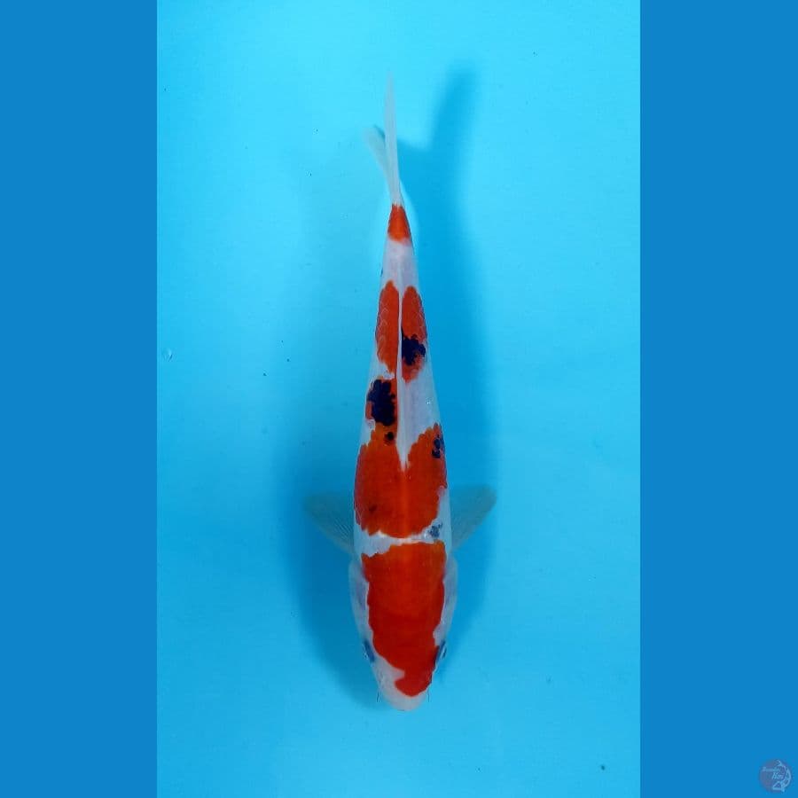 sanke 23cm
