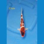 goromo 27cm