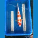 lelang maruten kohaku 42 cm
