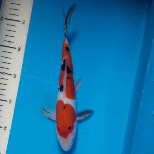 SANKE DOITS, Panjang 25cm