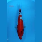 showa 37cm