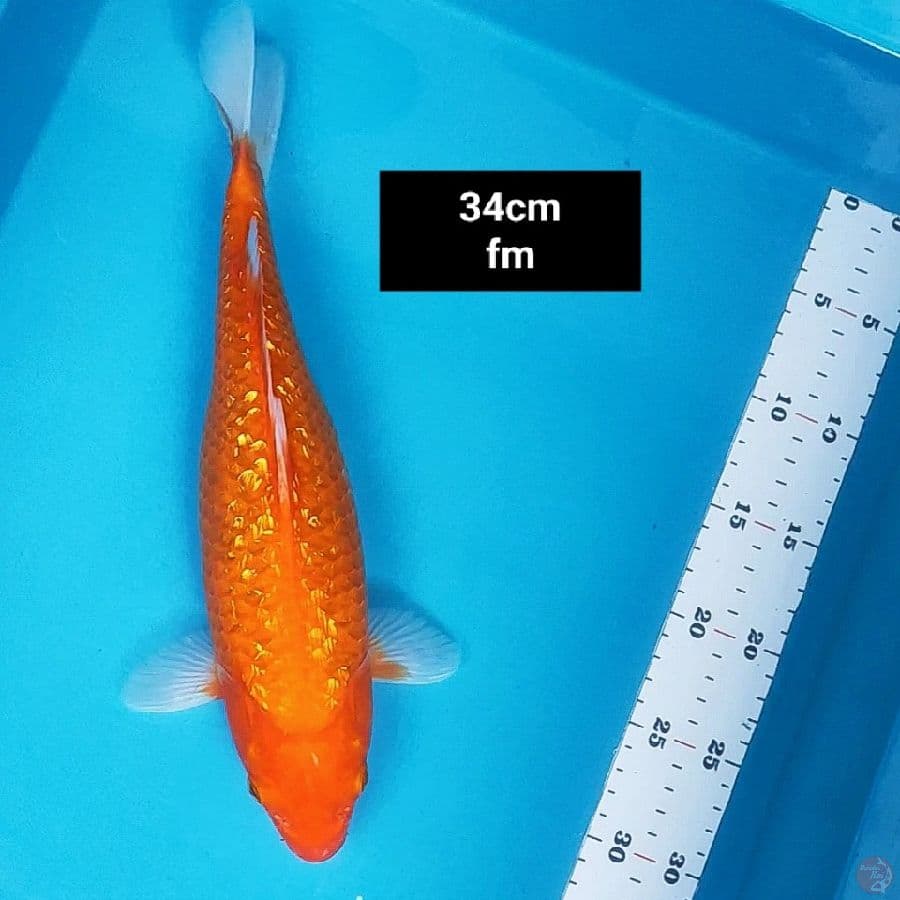 hajiro ginrin 34cm fm