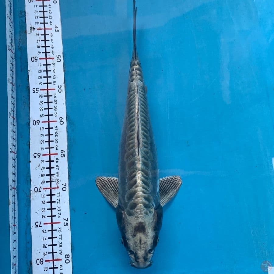 38Cm, Mukasi Doitsu Antiq