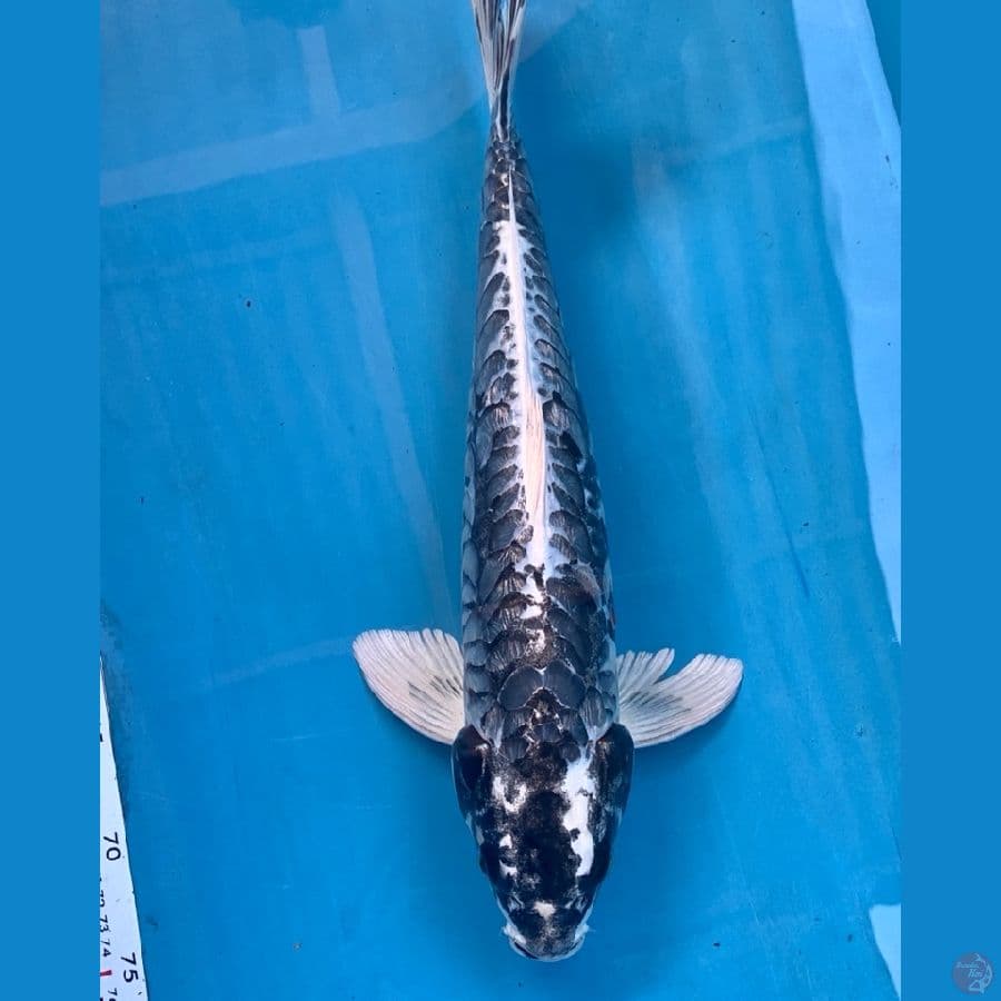 45Cm, ANTIQ KABUTO