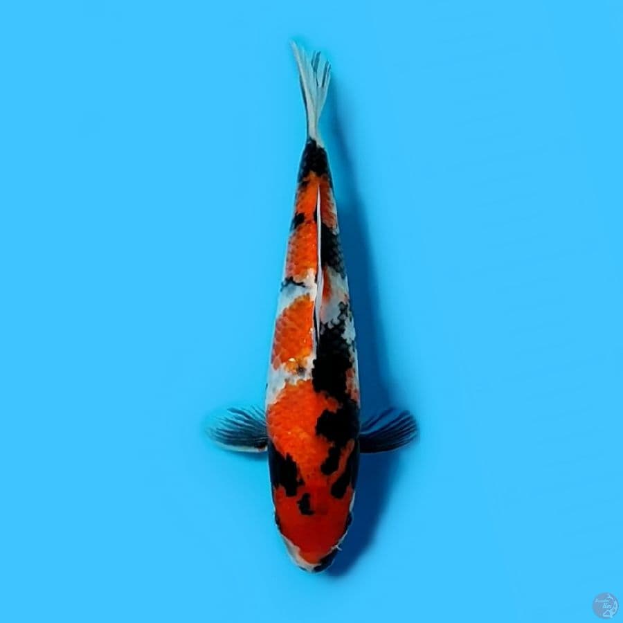 Showa 22cm Male